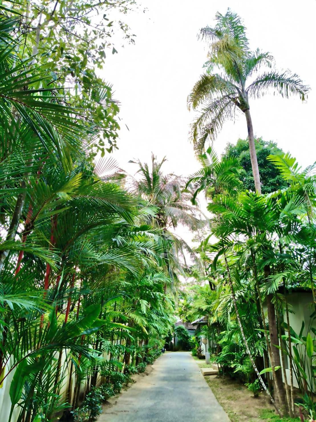King Room Garden View