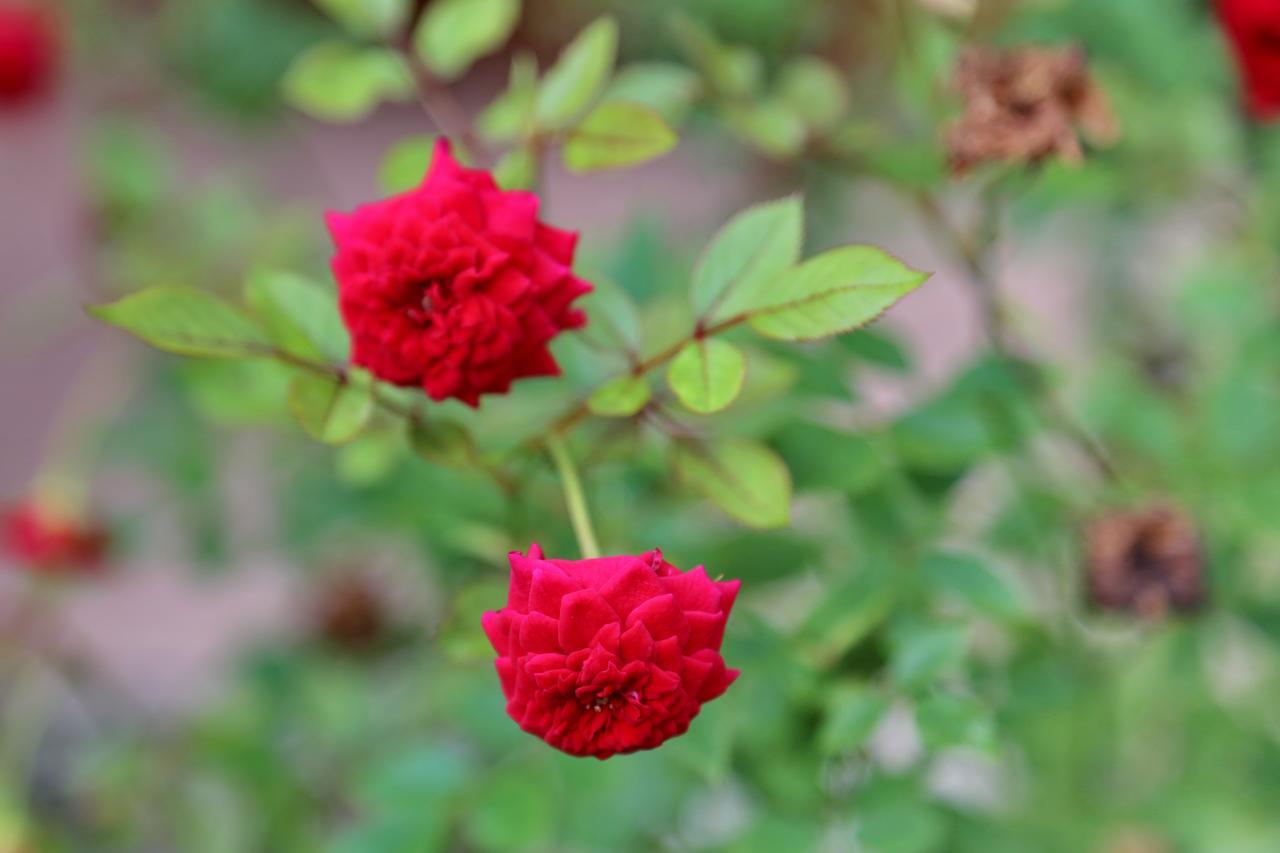 Deluxe Double or Twin Room,996394222:JPEG