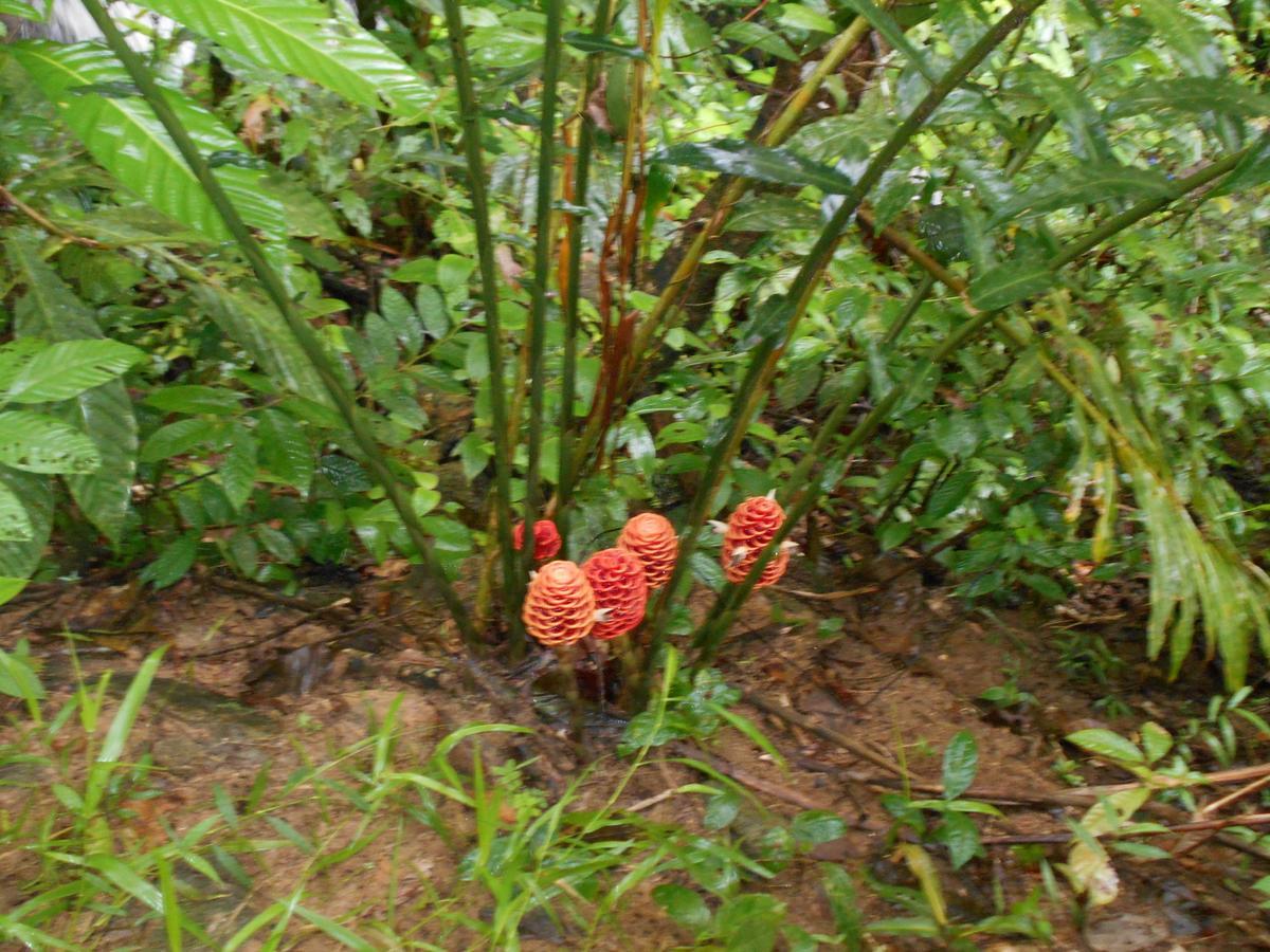 Deluxe Double or Twin Room with Pool Access,912904315:JPEG