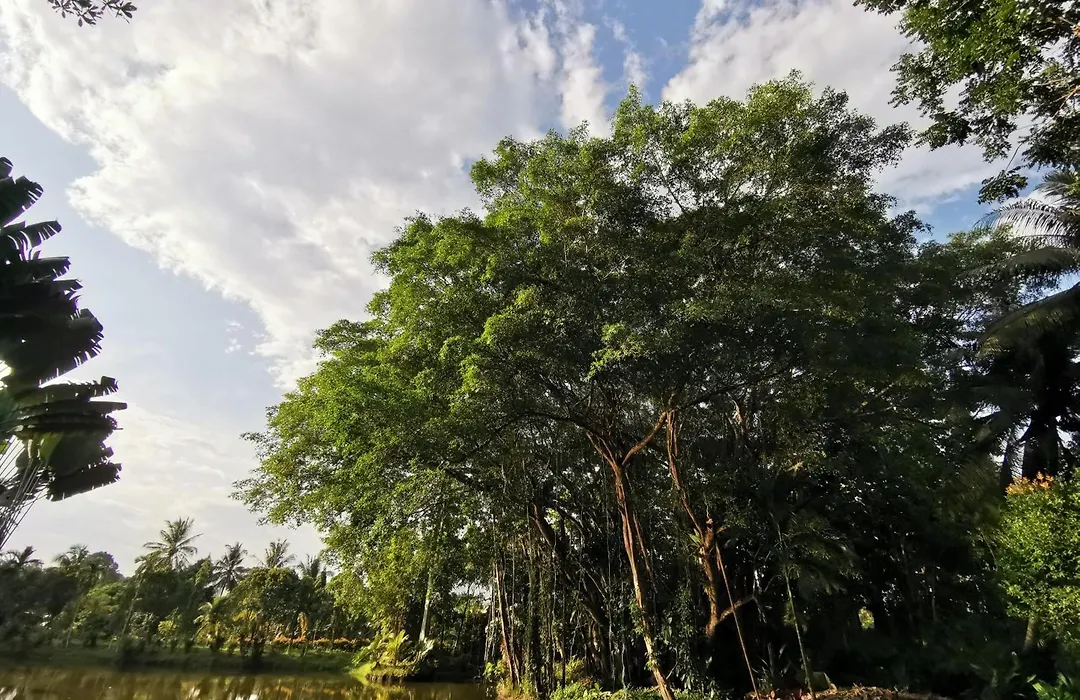 Sepilok Jungle Resort-1