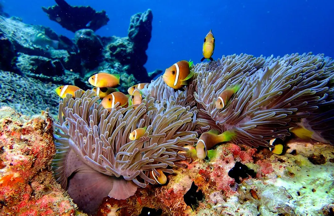 Eriyadu Island Resort-1