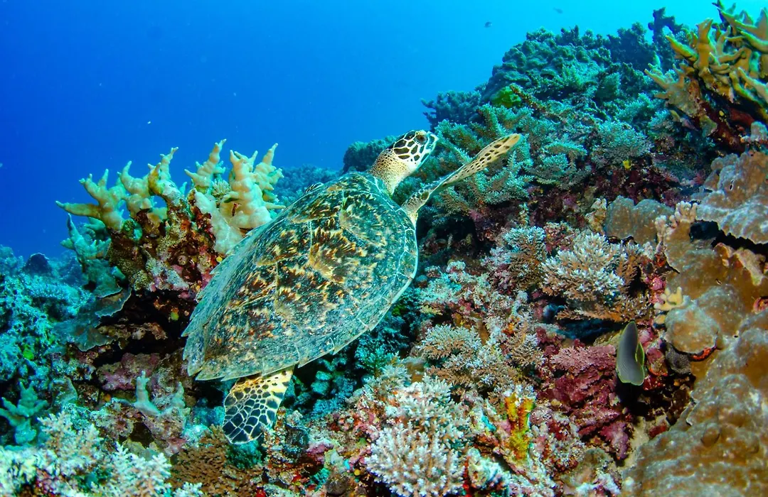 Tranquility Island Eco Dive Resort-1