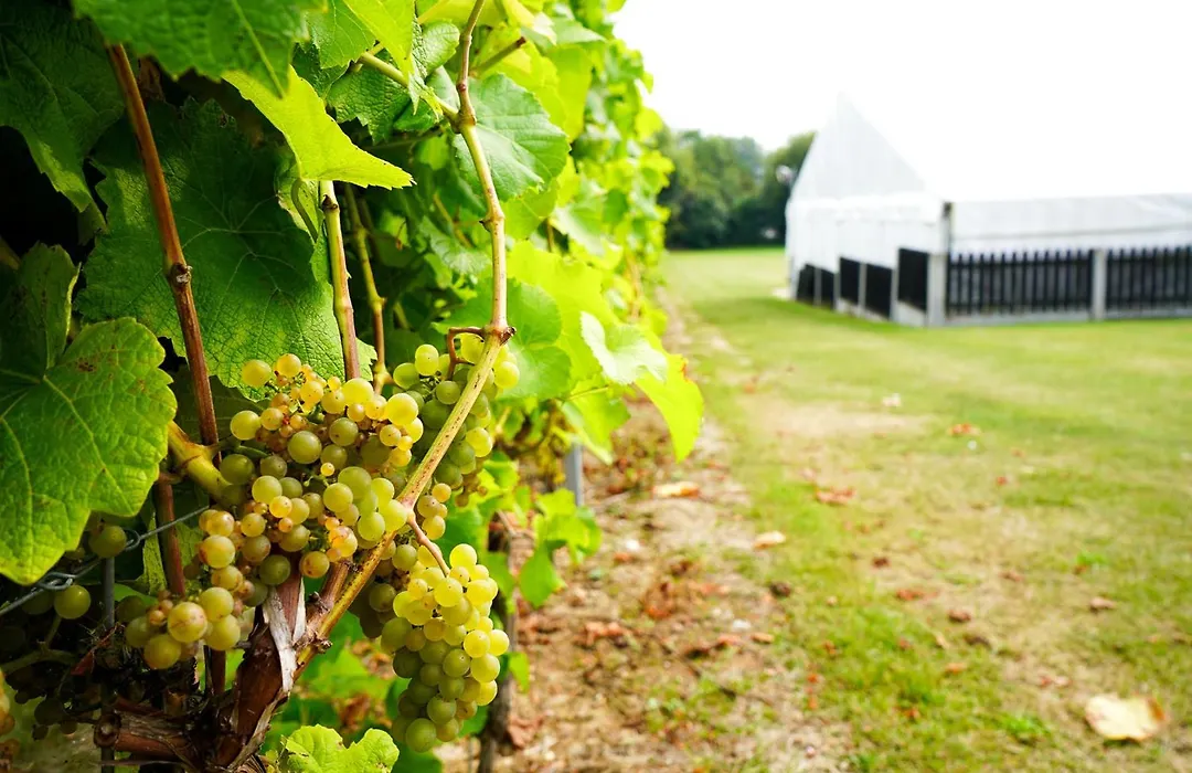 Mersea Island Vineyard-1