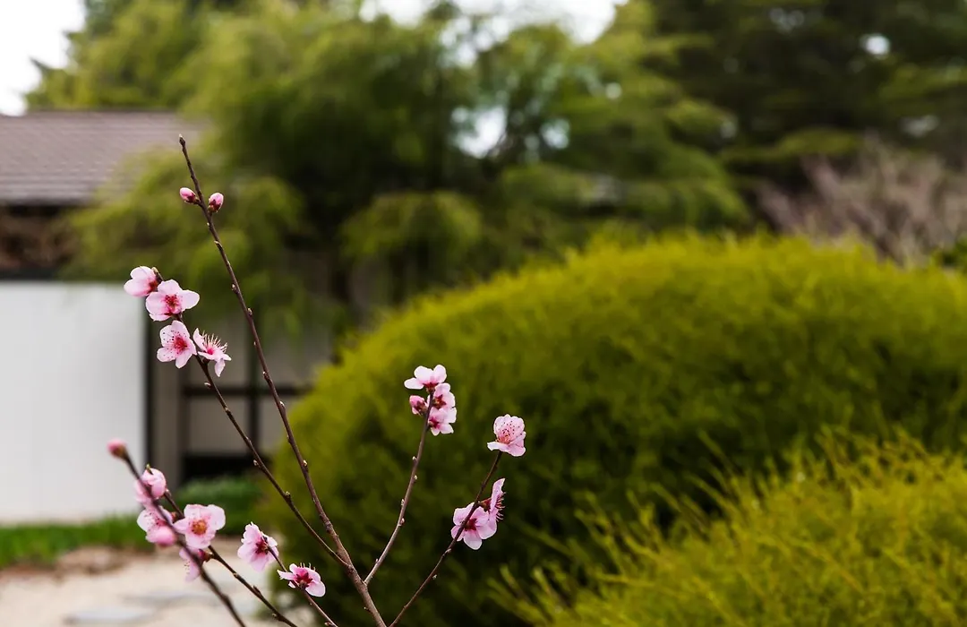 Shizuka Ryokan Japanese Country Spa & Wellness Retreat-1