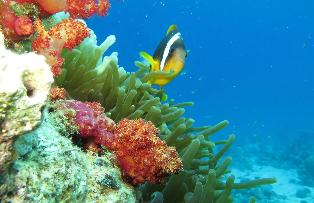 Red Sea Dive Center-1