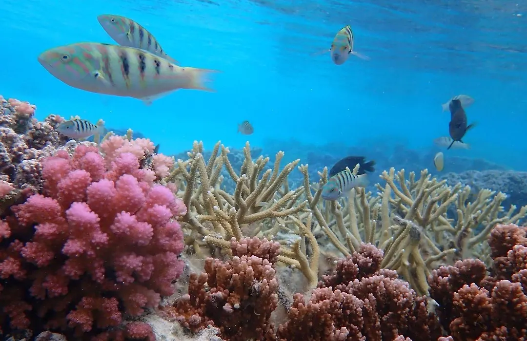 Conrad Bora Bora Nui-1