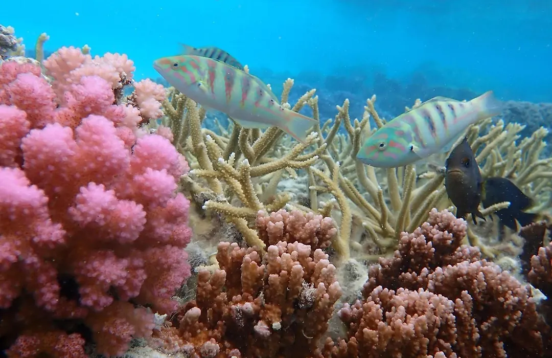 Conrad Bora Bora Nui-1