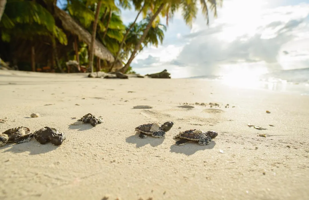 Calala Island-1