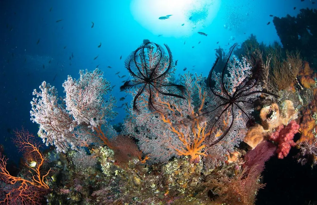 Bali Dive Resort Amed-1