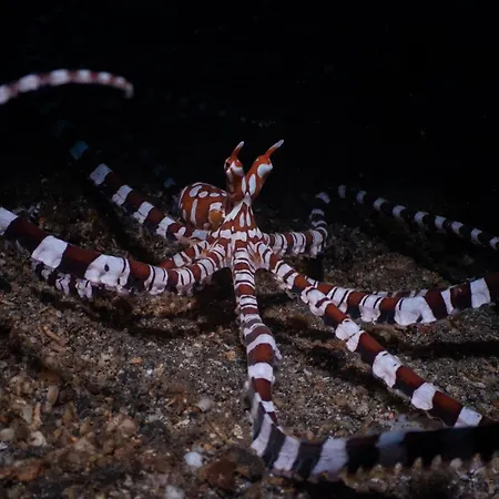 Lembeh Resort-2