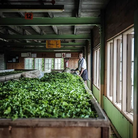 Madulkelle Tea And Eco Lodge-3