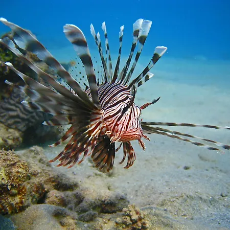Oonas Dive Club-2