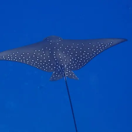 Eriyadu Island Resort-2