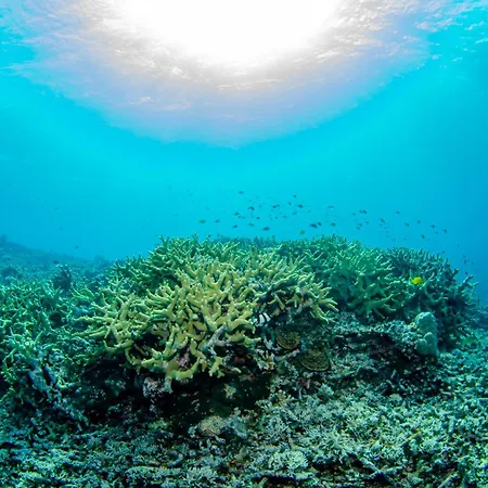 Tranquility Island Eco Dive Resort-3