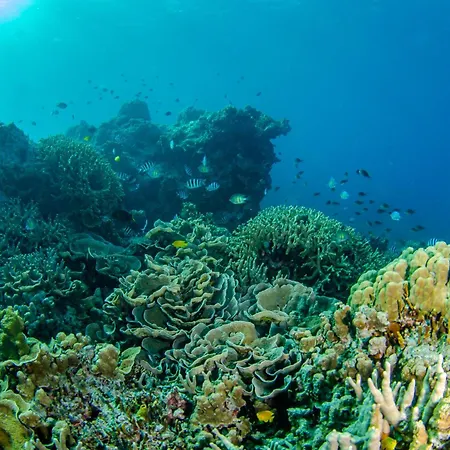 Tranquility Island Eco Dive Resort-2