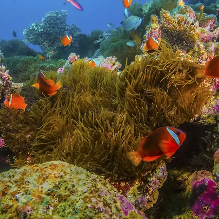 Beqa Lagoon Resort-2