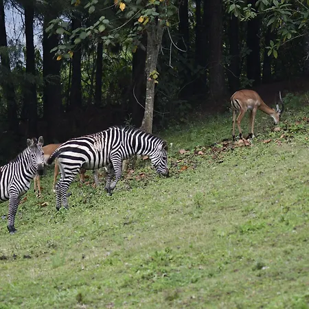 Lake Bunyonyi Eco Resort-3