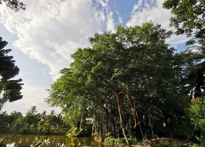 Sepilok Jungle