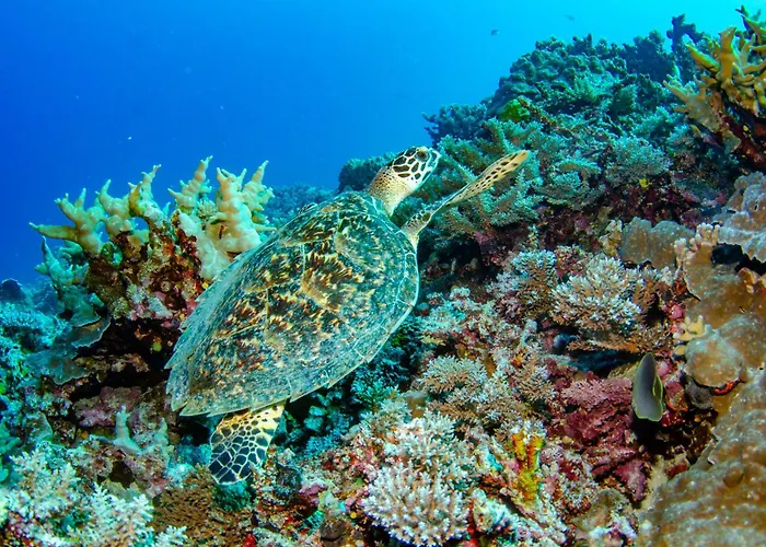 Tranquility Island Eco Dive Resort