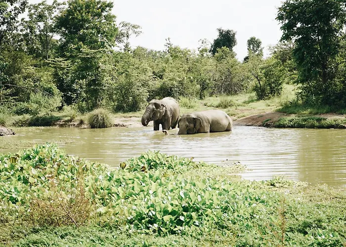 I Love Phants Lodge