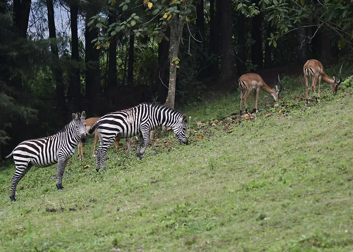 Lake Bunyonyi Eco Resort Chabahinga