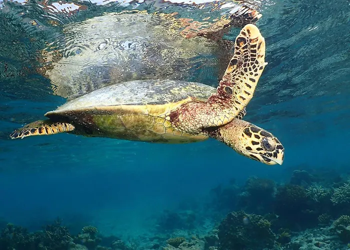 Ananea Madivaru Maldives Toroka