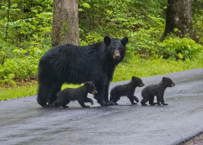 Bear Camp By The Night