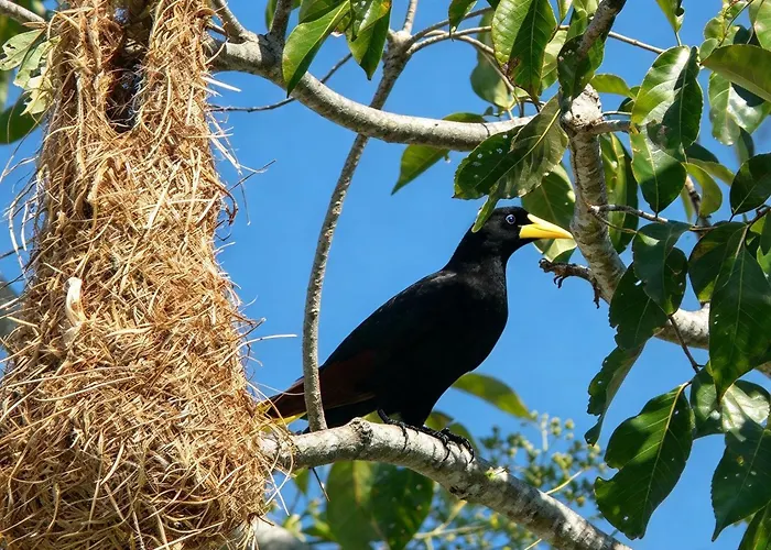 Boca Brava Lodge