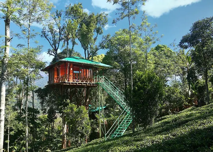 Dream Catcher Plantation