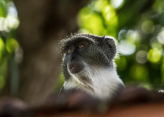 Diani Sea Lodge Diani Beach